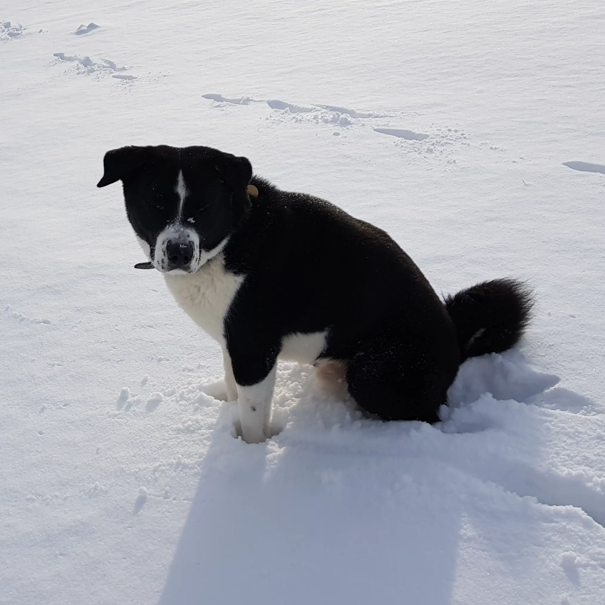 Pes pes pes pes pes pes pes pes